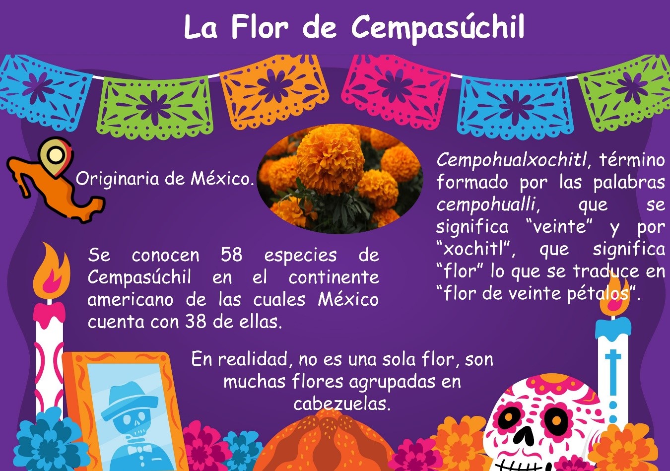 La flor de cempasúchil | Academia de Ciencias de Morelos, 