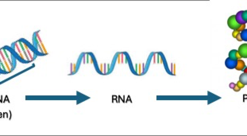 Premio Nobel de Medicina o Fisiología 2024 MicroRNAs: Pequeños reguladores reciben gran premio