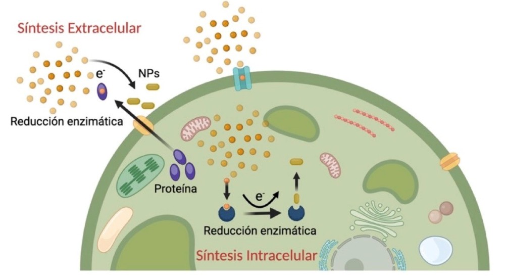 Podemos hacer ciencia con algas: Desde nanomateriales a nanobiotecnología