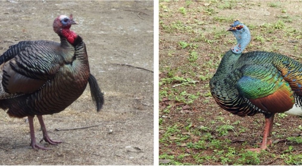 El guajolote (pavo): animal domesticado en México