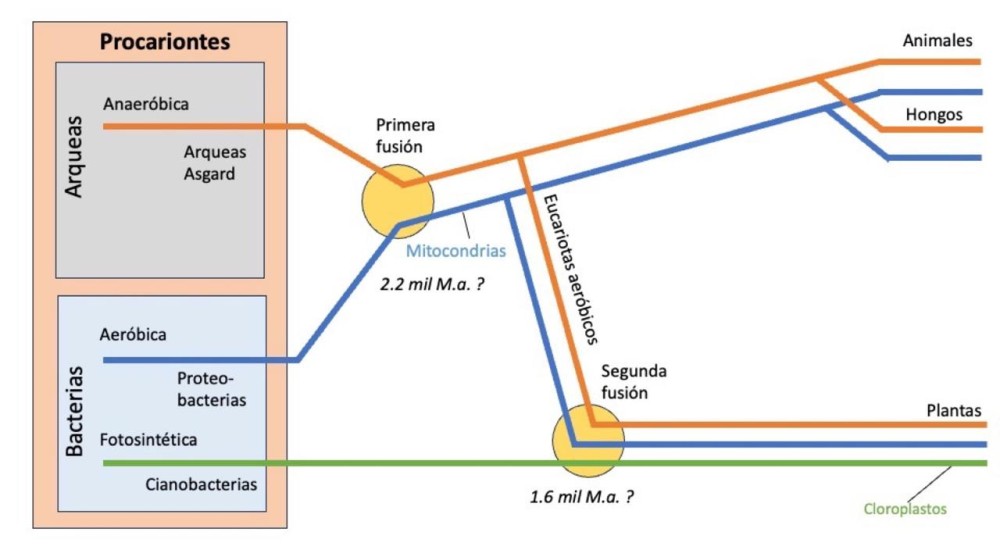 Cómo la vida se volvió compleja (Parte II): Endosimbiosis y el origen de las células complejas