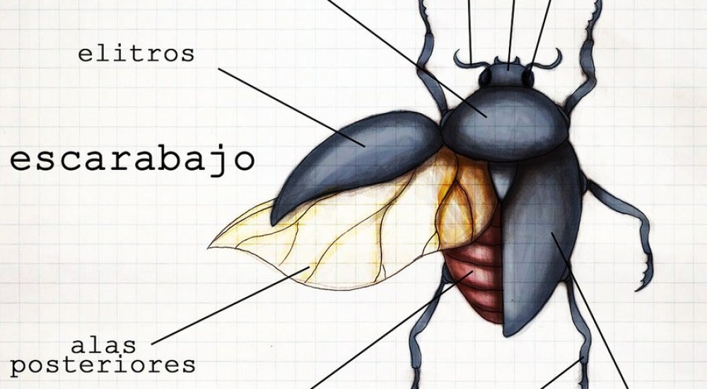 Bellos y fascinantes: los escarabajos gema