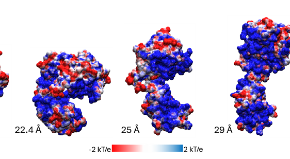 La personalidad dinámica de la recombinasa Cre, un arquitecto molecular