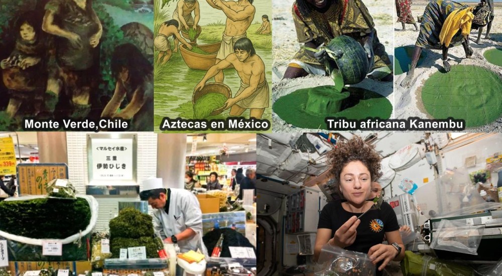 El verdadero oro verde: las microalgas, sustentabilidad y posibilidades cotidianas