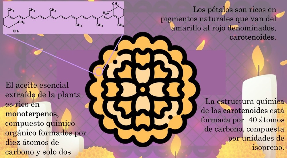 La flor de cempasúchil | Academia de Ciencias de Morelos, A.C