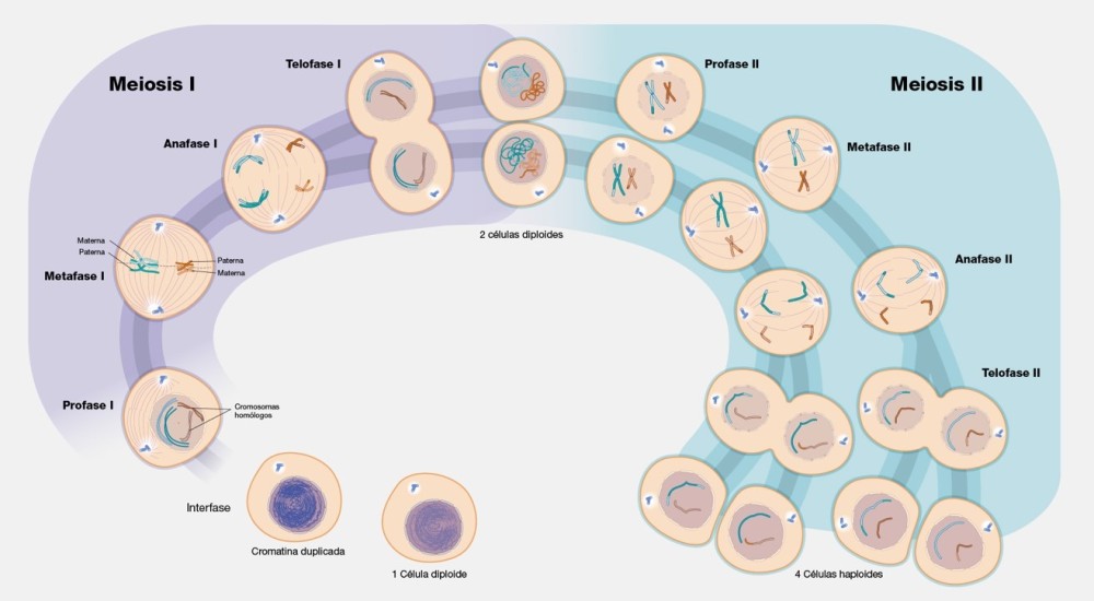 El descubrimiento de la meiosis (parte 1) - un proceso esencial para entender cómo cada hermano es único.