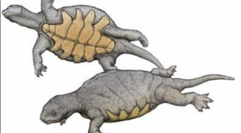 La abuela de las tortugas tenía dientes