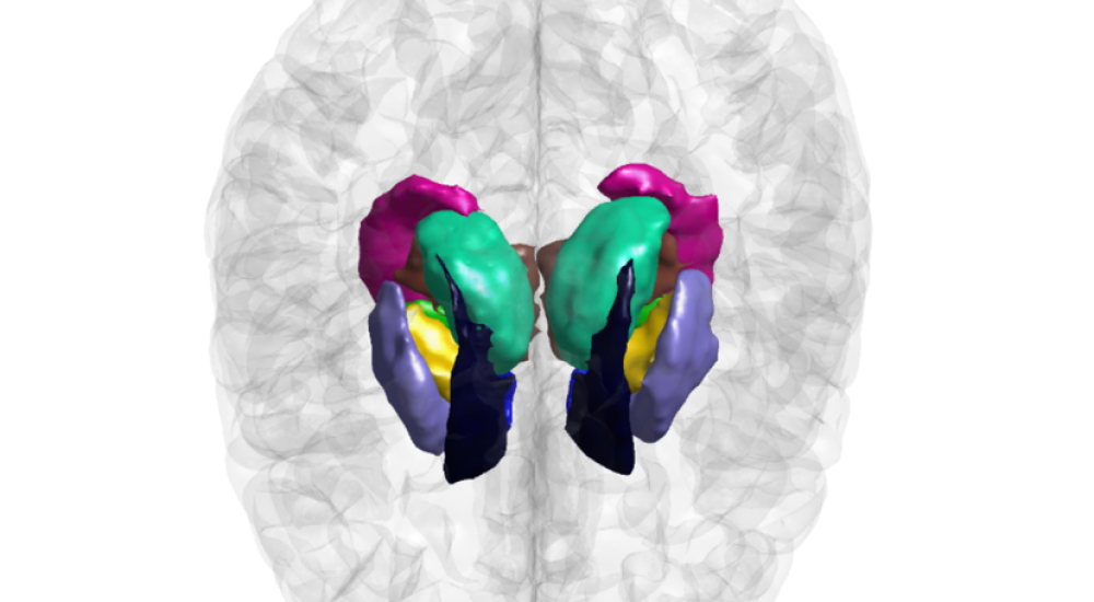 Descubriendo los secretos del cerebro humano a través de las ciencias genómicas