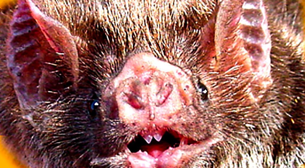 Protege contra la rabia a tus perrhijos y gathijos