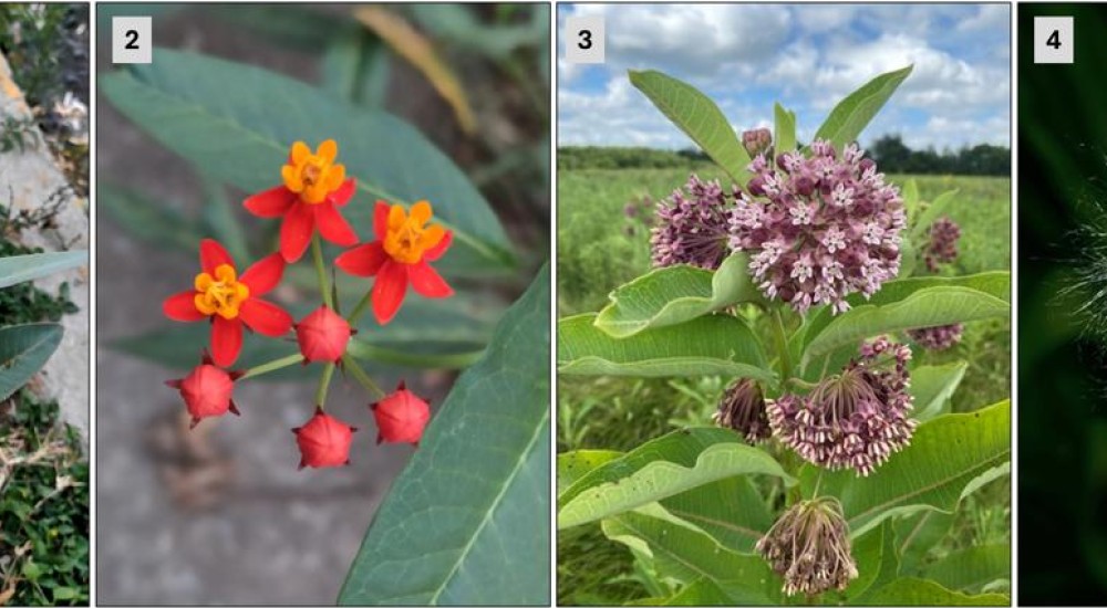Monarcas en mi jardín: descubrimientos de una naturalista accidental