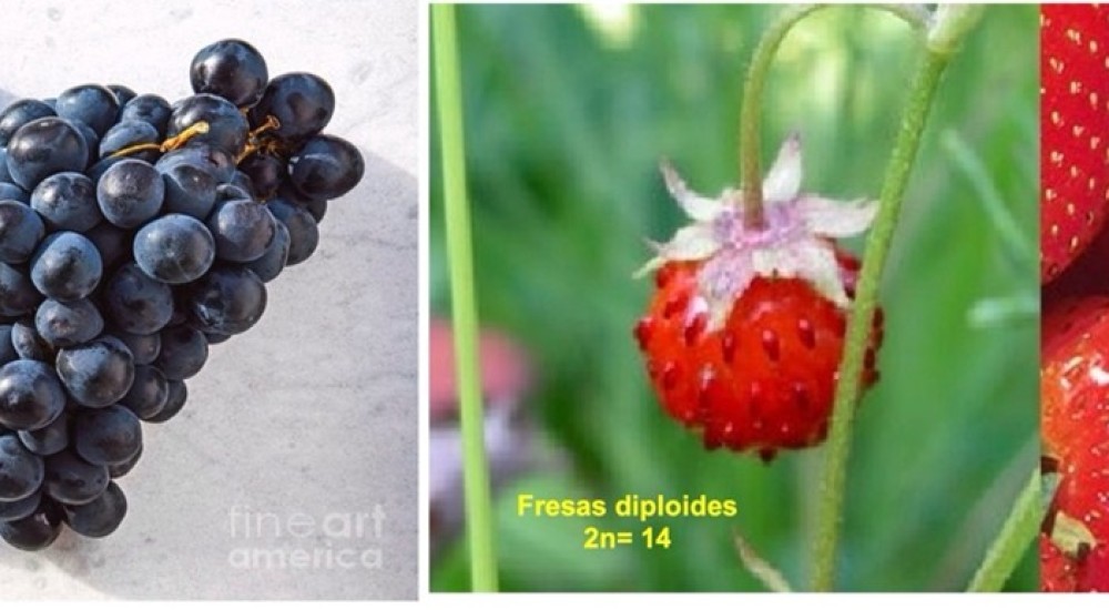 Milagros inesperados en el mundo de las plantas