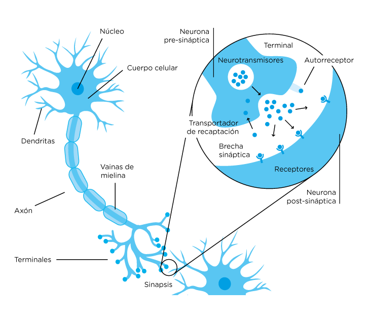 Figura 1. Comunicación neuronal (Sinapsis). Tomada de https://elgatoylacaja.com.ar/sobredrogas/neuronas-circuitos-neuronales-neurotransmisores-y-otros-neuros/
