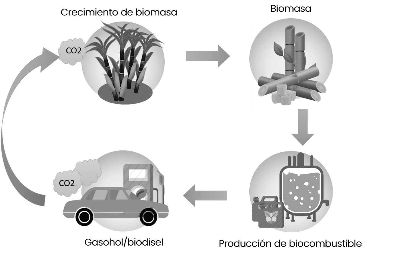 Figura 2. Producción de biocombustibles. Imagen: Zyanya N. Mejía