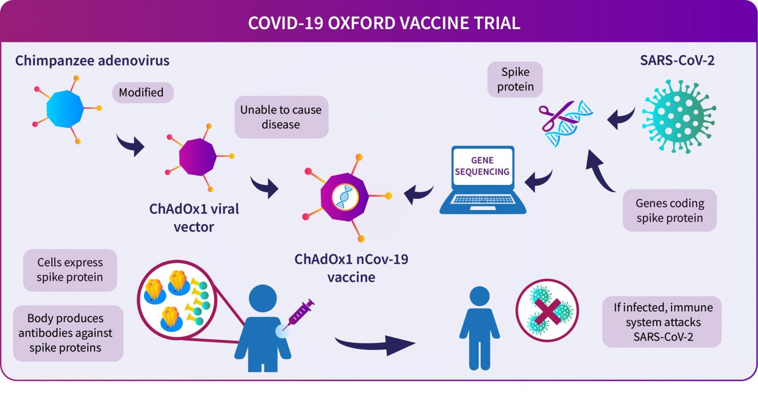 Figura 2: Guía esquemática de mecanismo de acción de vacuna de vector viral ChAdOx1. Tomada de: Universidad de Oxford, Julio 2020.