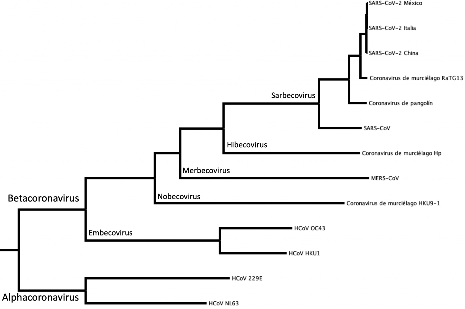Figura 2. Relación evolutiva entre los coronavirus del género Betacoronavirus. Árbol filogenético de máxima verosimilitud realizado con los genomas completos de 13 coronavirus. Cada par de ramas parte de un nodo (origen) común. Cada nodo representa a un ancestro común. La distancia al nodo refleja el tiempo de divergencia desde el ancestro. Por ejemplo, SARS-CoV-2 de México tiene un ancestro común más cercano con el SARS-CoV-2 de Italia que con el MERS-CoV. Significa que ha pasado menos tiempo desde que las variantes de SARS-CoV-2 de México e Italia se separaron a partir de una misma población.