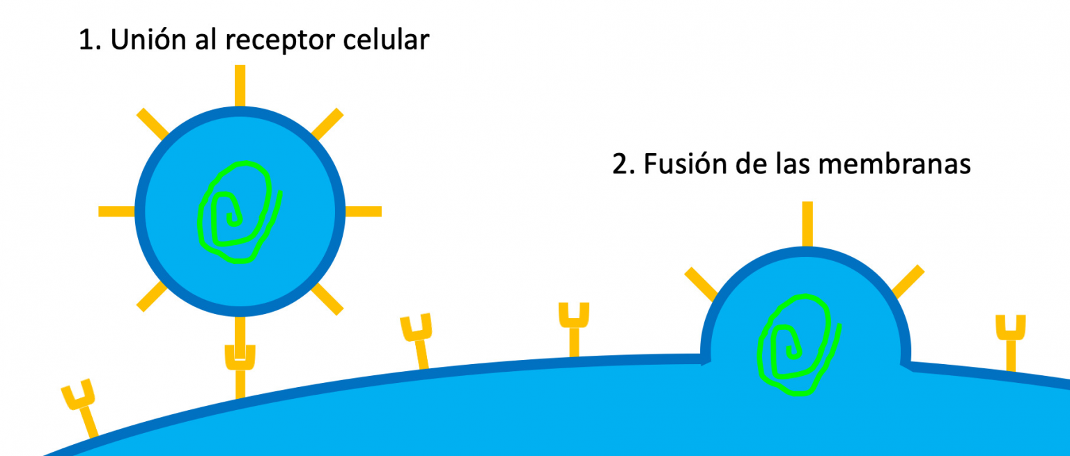 Figura 3. Caricatura del mecanismo de entrada del coronavirus a la célula. Para que el virus se una a la célula la subunidad S1 de la proteína S tiene que interactuar con un receptor celular. El procesamiento de la subunidad S2 induce la fusión de la membrana del virus con la membrana celular, lo que permite liberar el genoma viral en el citoplasma.