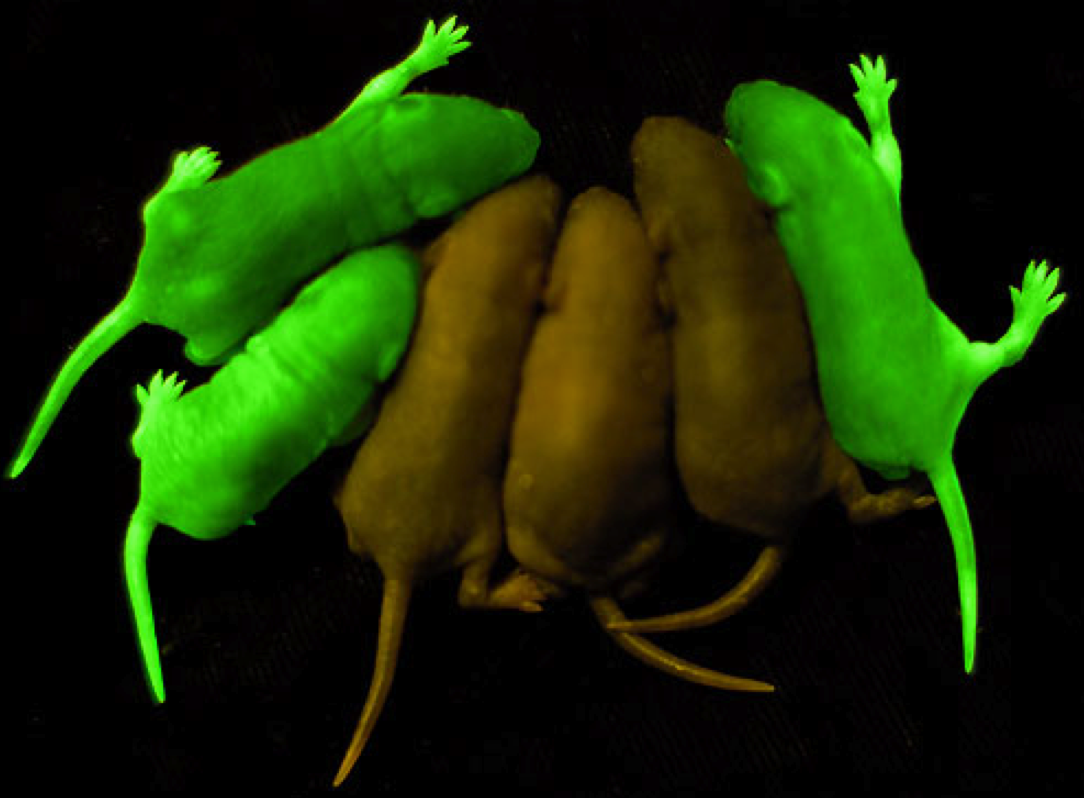 Figura 1.- Ratones transgénicos expresando la proteína verde fluorescente proveniente de una medusa (Aequorea victoria). El transgen se introduce en uno sólo de los gametos, de ahí que sólo la mitad de la progenie sea transgénica. Tomada de http://proteopedia.org/wiki/index.php/GFP#cite_note-Yang-1