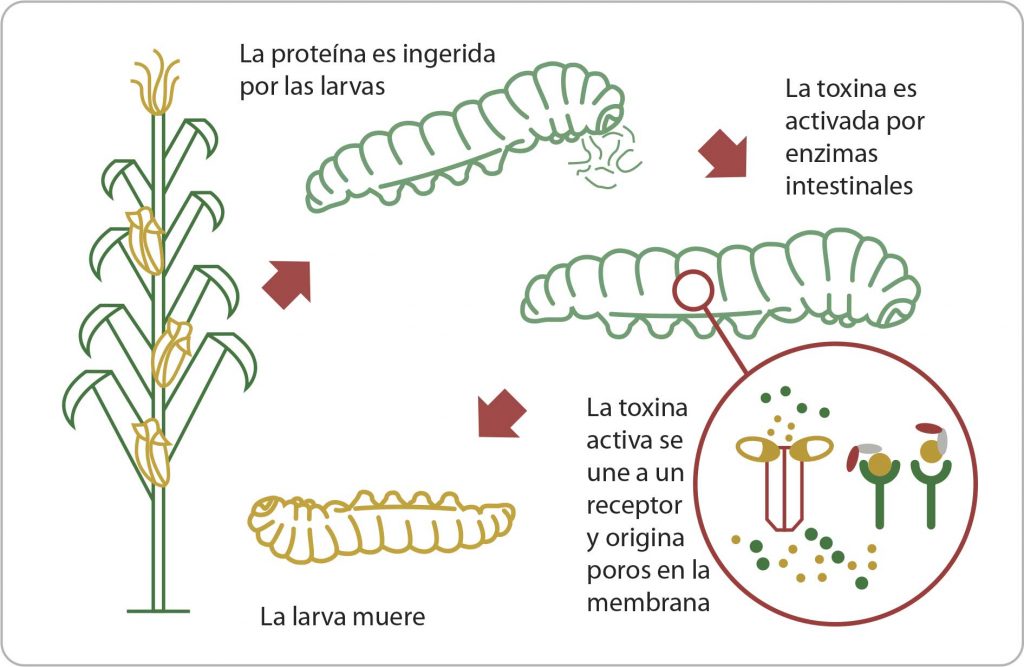 Figura 3. Construcción de una planta transgénica resistente a insectos. El gen que codifica para la proteína tóxica de Bacillus thruingensis es introducido al genoma de la planta, de modo que sólo aquellos insectos que coman sus hojas se verán afectados. Tomada de http://www.programamri.com.ar/cultivos-bt/#:~:text=Los%20cultivos%20Bt%20son%20cultivos,bacteria%20del%20suelo%20Bacillus%20thuringiensis