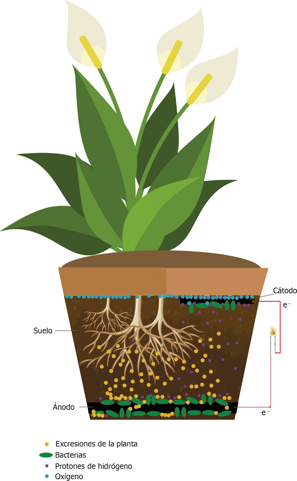 Figura 2. Diagrama de una celda de combustible microbiana de planta. Diseño de Nicté Luna