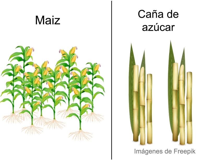 Figura 3. Ejemplos de plantas C4. Tomadas de: https://bit.ly/2rDIWYj   y https://bit.ly/33y6kDD