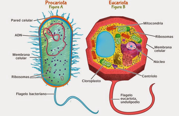 Figura 2. Tipos celulares. En esta imagen se pueden observar las diferencias estructurales entre los dos tipos de células eucariontes y procariontes. Figura tomada de https://medium.com/@adrian1mederos/qu%C3%A9-son-las-c%C3%A9lulas-eucariotas-y-que-son-las-c%C3%A9lulas-procariotas-aea423b1821a