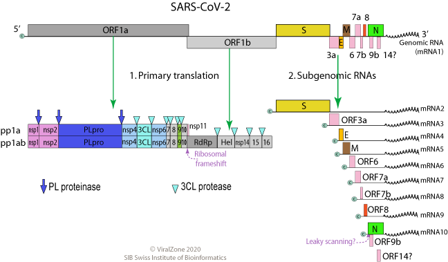 Figura 1. Esquema de la organización del genoma de SARS-CoV-2. Tomada de: https://viralzone.expasy.org/9076