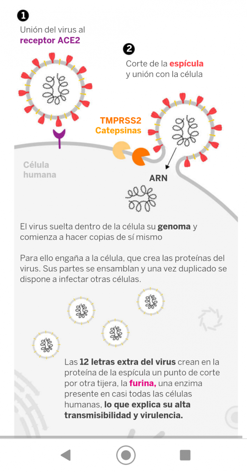 Figura 3. Unión de la proteína S del SARS-CoV-2 en la superficie celular. Tomada de https://elpais.com/elpais/2020/05/09/ciencia/1589059080_203445.html