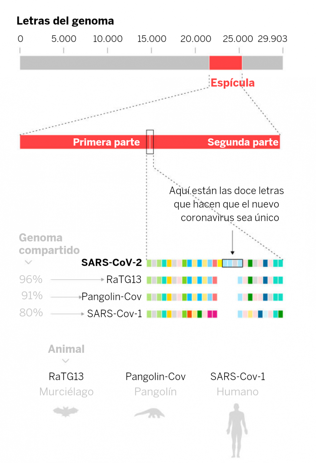 Figura 4. Comparación entre diferentes coronavirus y el SARS-CoV-2 donde se nota la inserción del sitio para el corte de la furina, que lo hace unico. Tomada de https://elpais.com/elpais/2020/05/09/ciencia/1589059080_203445.html