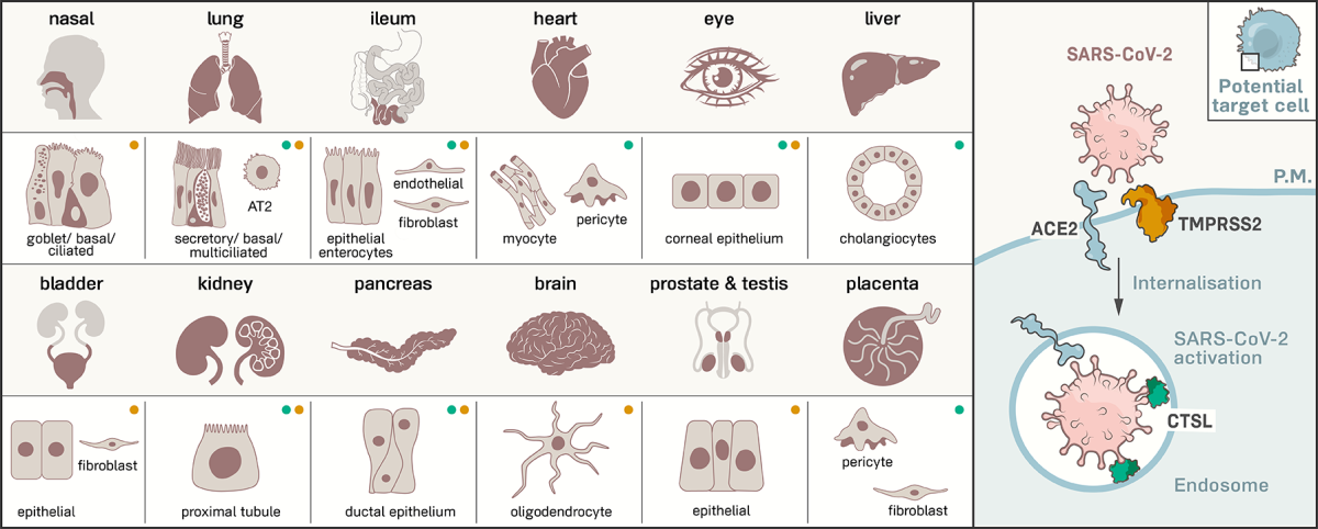 Figura 5. Células y tejidos que puede infectar el SARS-CoV-2. Tomada de: https://www.the-scientist.com/news-opinions/receptors-for-sars-cov-2-present-in-wide-variety-of-human-cells-67496