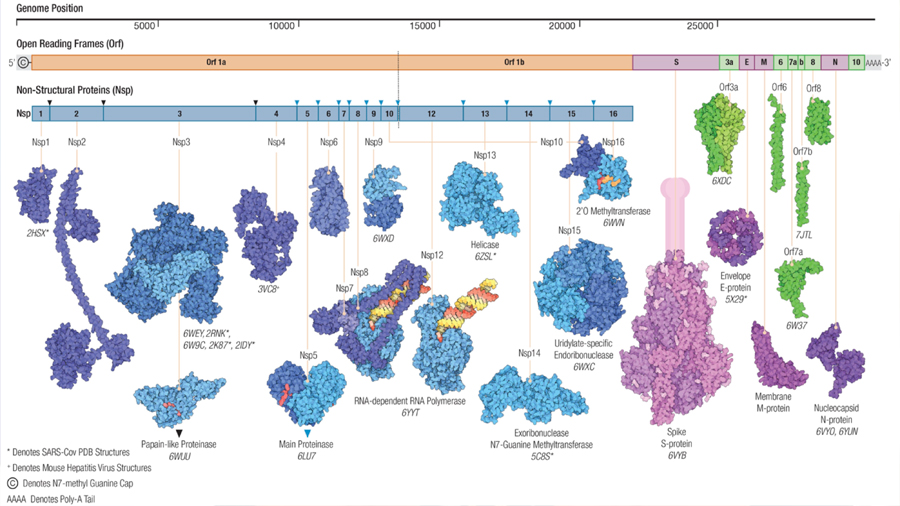 Figura 4. Las proteínas e información genética del virus SARS-CoV-2. En la parte superior de la imagen vemos la información genética del virus, mientras que en la parte media e inferior, el esquema de las estructuras de las proteínas que lo conforman. Tomada de: https://www.rcsb.org/news?year=2020&article=5e74d55d2d410731e9944f52