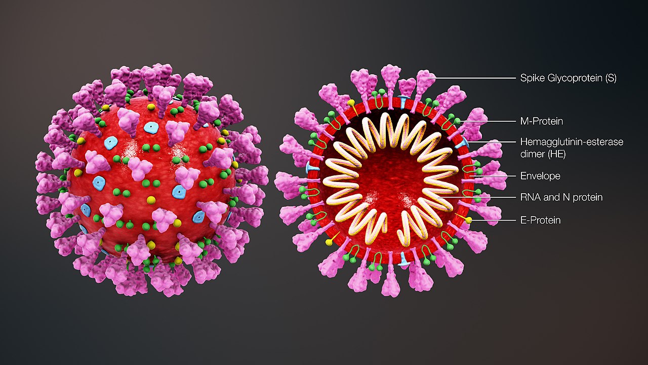 Figura 1. Diagrama de las partes del SARS-CoV2. Espícula de glicoproteína (S), M-proteína, precursor de Hemaglutinina-esterasa (HE), Envoltura, ARN y N-proteína, E-proteína. Fuente:www.scientificanimations.com; https://vacunasaep.org/profesionales/noticias/coronavirus-desarrollo-de-vacunas