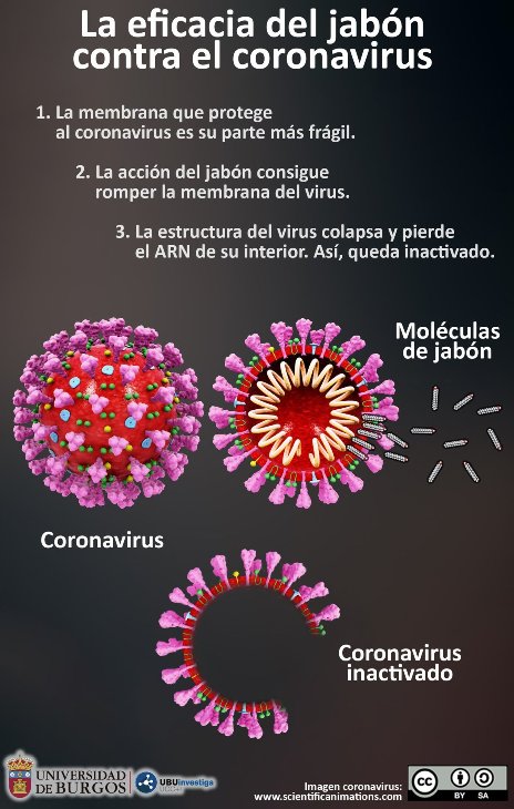 Figura 2. Diagrama de lo que le ocurre al nuevo coronavirus cuando nos lavamos con agua con jabón. Como puede observarse se deshacen las coronas de grasa y el virus ya no puede enchufarse a la célula, donde se replica miles de veces. Tomada de: www.scientificanimations.com; https://www.30-30.com.mx/comunidad-para-afrontar-el-coronavirus-higiene/