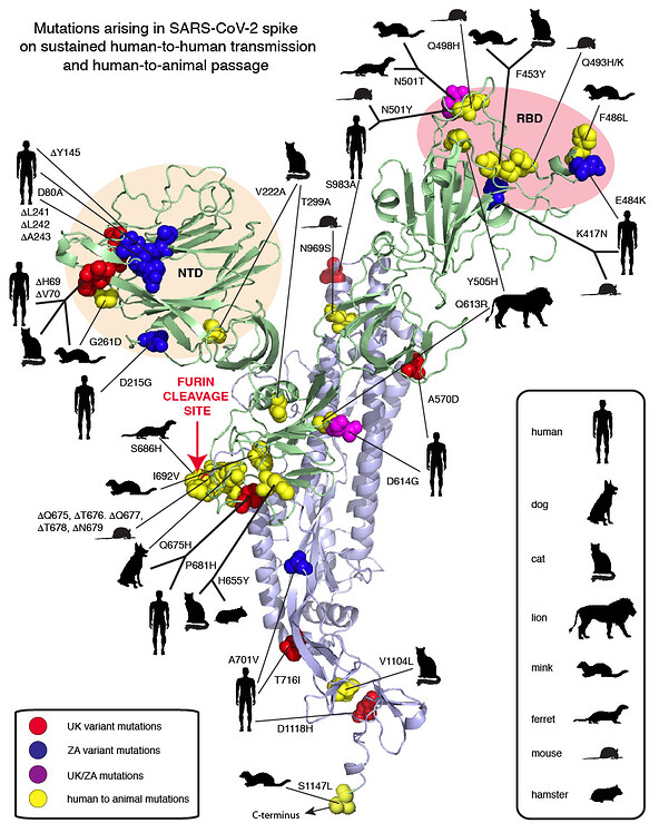 Figura 3. Mapa de mutaciones en la proteína de la espiga de SARS-CoV-2. En rojo están aquellos cambios observados en el Reino Unido, en azul los cambios observados en Sudáfrica, en morado los cambios en ambos países y en amarillo, los cambios en animales con respecto a los del virus de humano. UK=Reino Unido; ZA=Sudáfrica. FURIN CLEAVAGE SITE=Sitio de corte de Furina Tomada de: https://virological.org/t/mutations-arising-in-sars-cov-2-spike-on-sustained-human-to-human-transmission-and-human-to-animal-passage/578/1