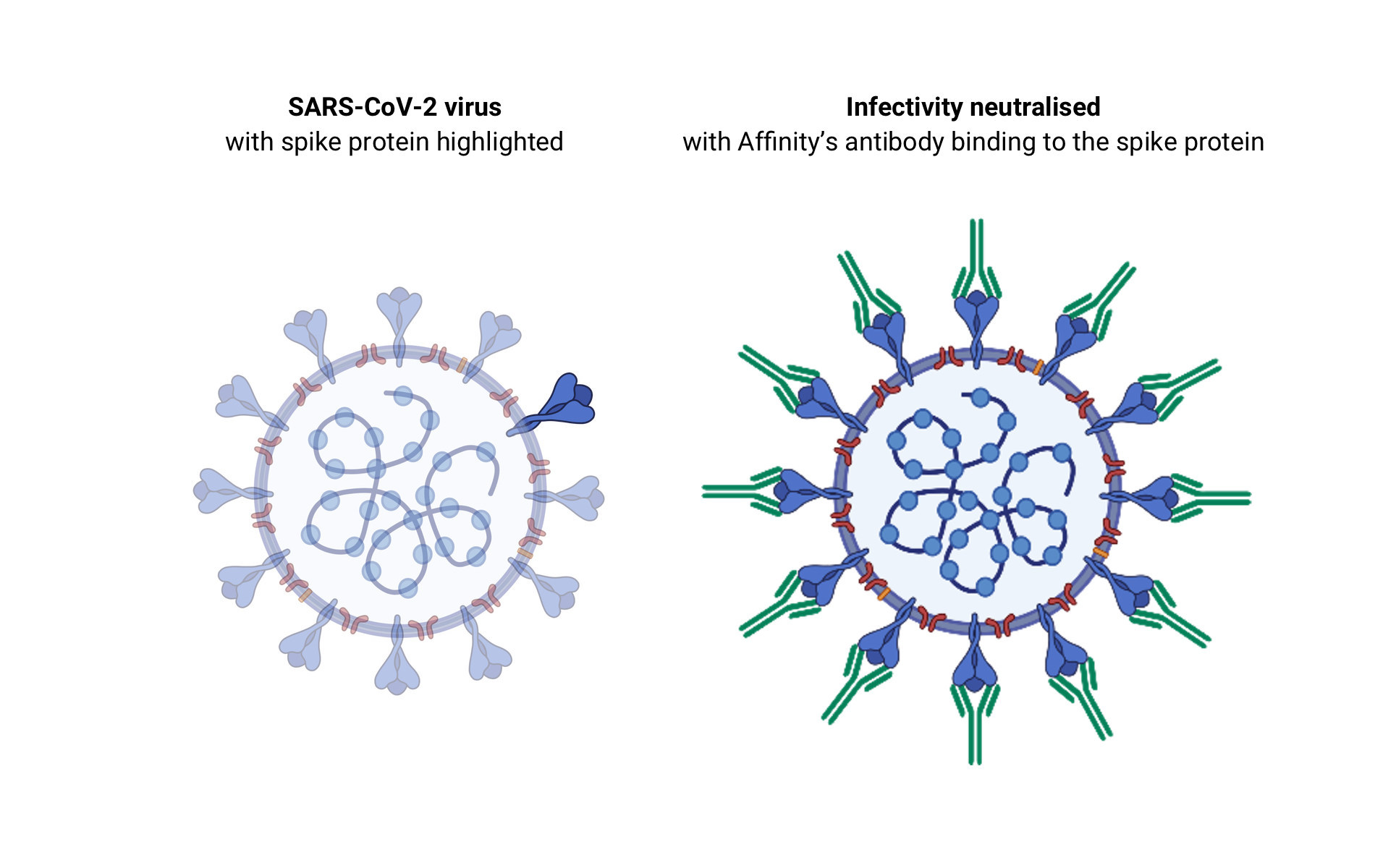 Figura 4. Representación esquemática de la neutralización del virus SARS-CoV-2 con anticuerpos específicos. En azul, se resalta la proteína espiga del virus. En verde, los anticuerpos neutralizantes que evitarán la interacción con el receptor ACE2. Modificada de: https://www.prnewswire.com/news-releases/affinity-descubre-anticuerpos-potentes-para-sars-cov-2-801943716.html
