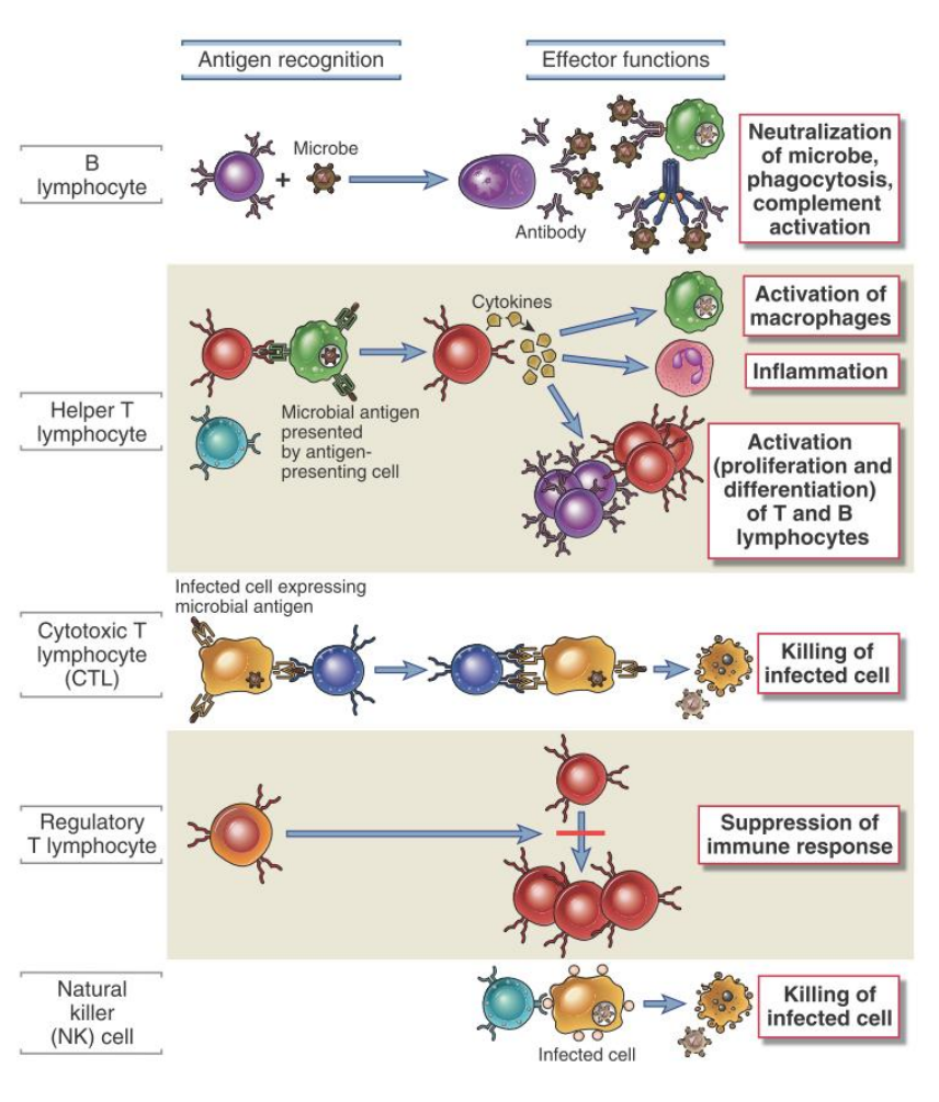Figura 4. Diferentes tipos de linfocitos. Tomado de: Abbul K. Abas, Andrew H. Lichtman y Shiv Pillae, Inmunología celular y molecular, Elsevier, 2012.