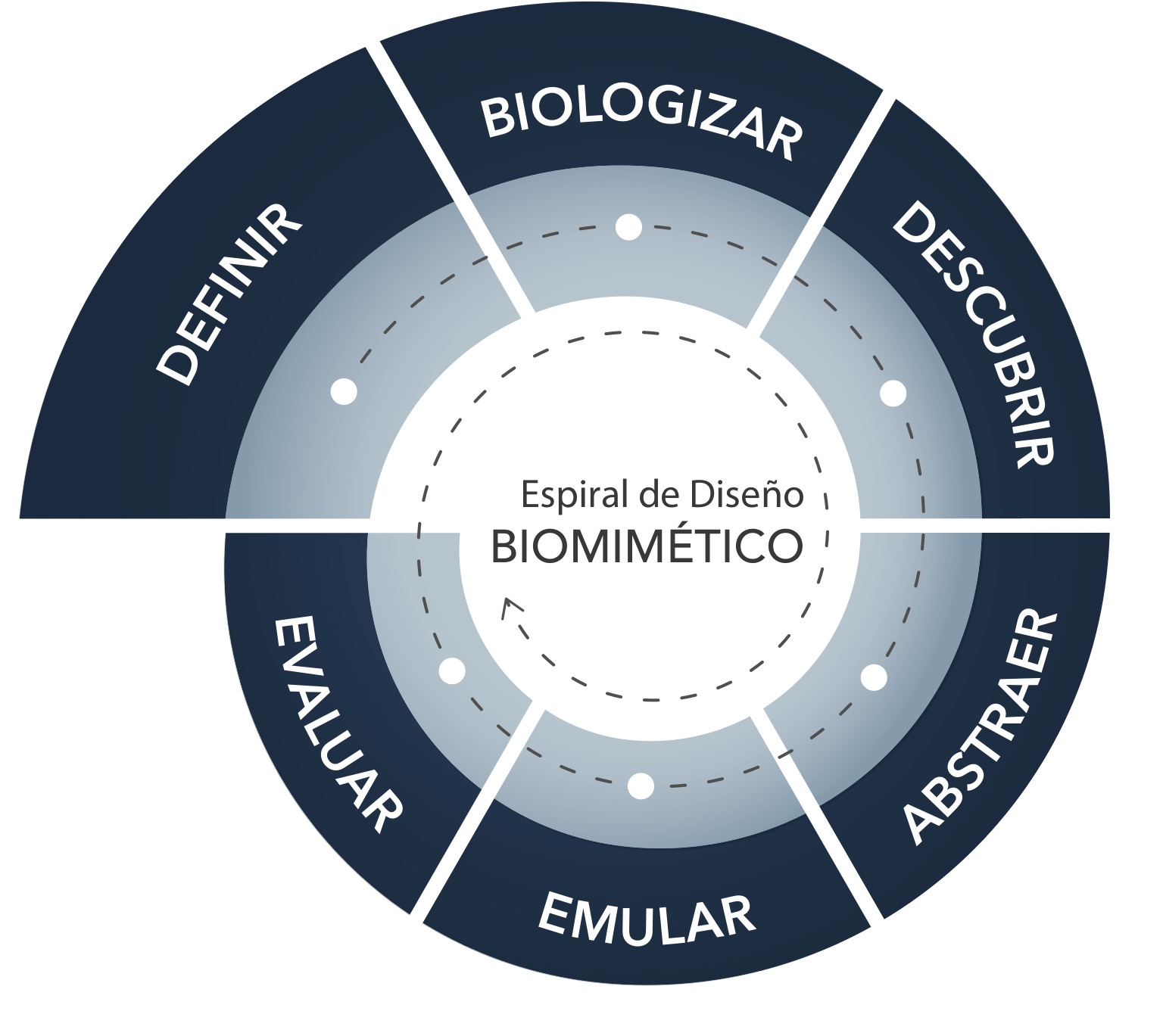 Figura 2. Representación del proceso de investigación en biomimética. Figura tomada de https://toolbox.biomimicry.org/es/metodos/