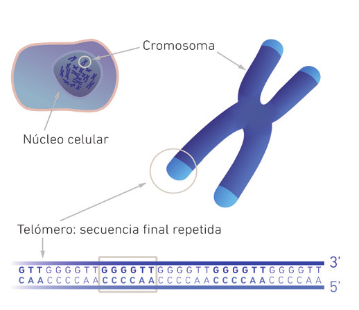 Figura 2. Estructura de un telómero. Figura tomada de Terradas, Jaume. (2015). Noticias sobre evolución.