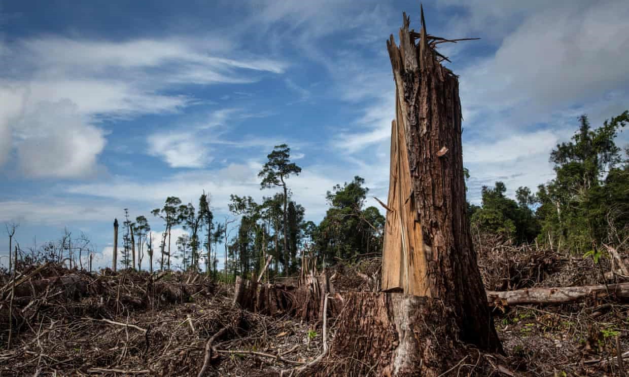 Fotografía de una zona deforestada en Indonesia para la producción de aceite de palma. Tomada de: https://www.theguardian.com/science/2020/dec/20/the-virus-free-scientific-breakthroughs-of-2020-chosen-by-scientists