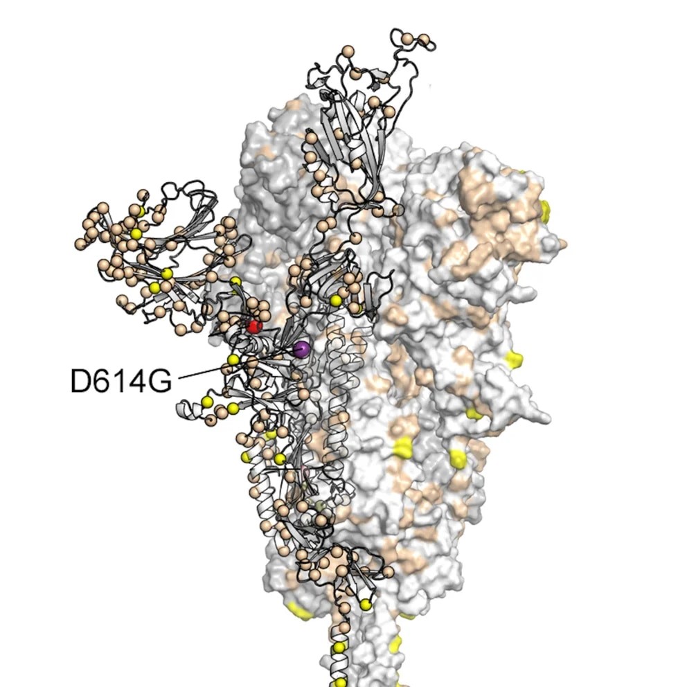 Figura 1. Modelo de la estructura de la proteína espiga (spike protein) del SARS-CoV-2 y la posición de la mutación D614G. Tomada de https://www.infobae.com/america/ciencia-america/2020/11/03/esta-evolucionando-la-mutacion-genetica-del-coronavirus-puede-haber-hecho-que-sea-mas-contagioso/