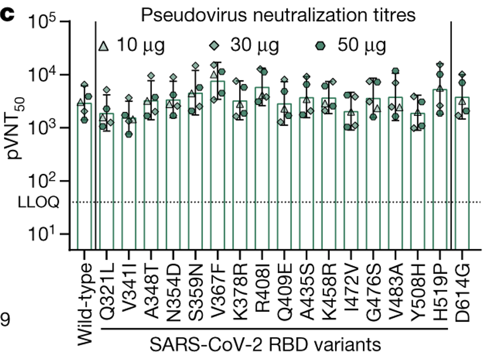 Figura 4. Títulos neutralizantes de anticuerpos contra partículas pseudovirales. Las barras representan la concentración de anticuerpos y la línea describe el límite de cuantificación (LLOQ). En todos los casos, los anticuerpos extraídos del suero de participantes tratados con diferentes concentraciones de la vacuna, son capaces de neutralizar a los pseudovirus, siendo 30ug, la concentración que presenta mejores títulos neutralizantes. Tomada de: https://www-nature-com/articles/s41586-020-2814-7