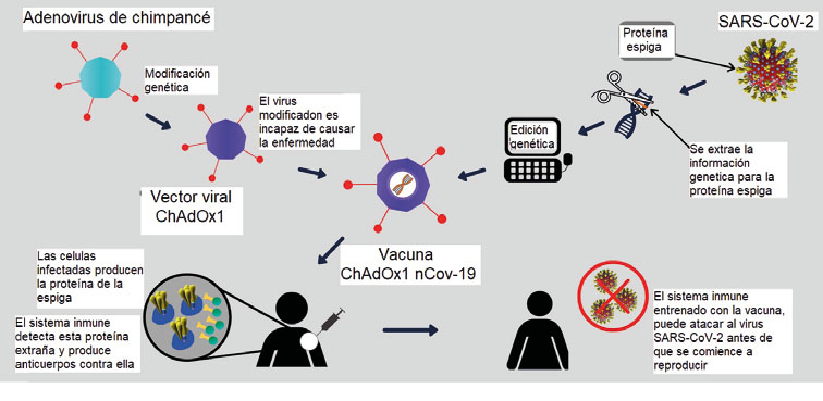 Figura 3. Diseño experimental para la vacuna SARS-CoV-2.  Modificada de: https://european-biotechnology.com/up-to-date/latest-news/news/covid-19-halix-ready-for-vaccine-production.html