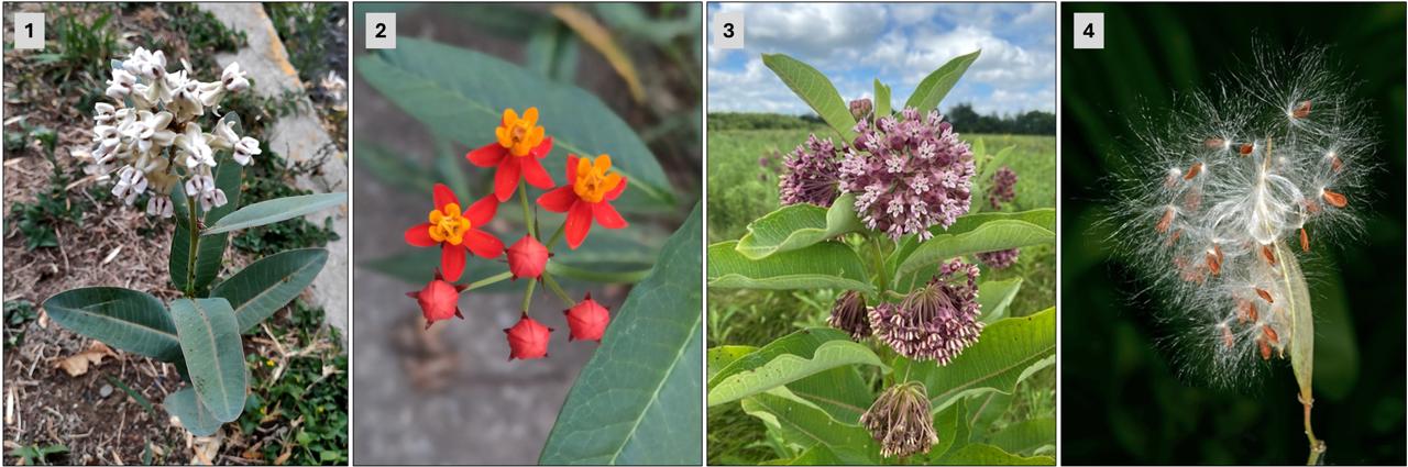 Algodoncillos tropicales