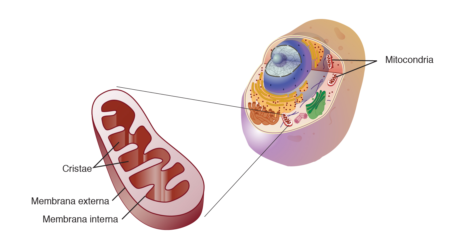 Figura 1. Célula eucariota. En la imagen se observa una célula eucariota y se muestra una mitocondria. Figura tomada de https://www.genome.gov/sites/default/files/tg/es/illustration/___Mitocondria.jpg