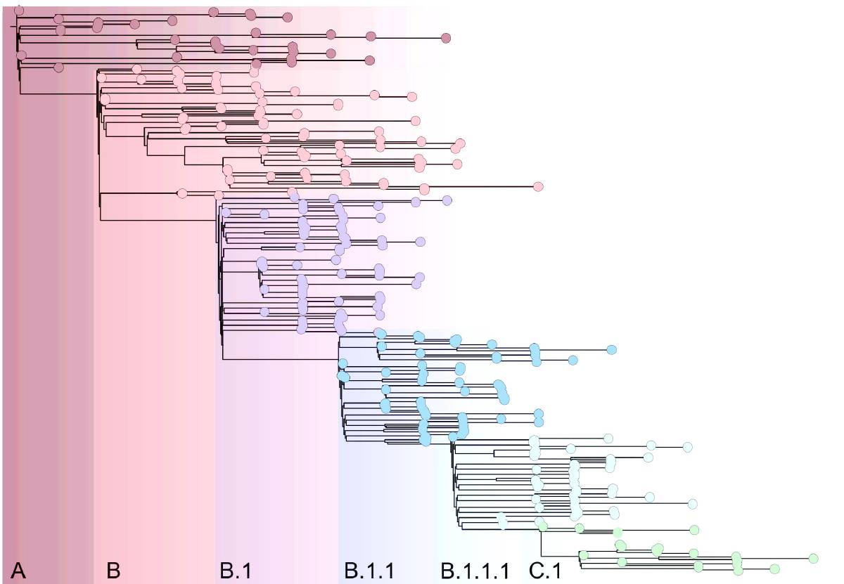 Figura 1. Árbol filogenético de los diferentes linajes de SARS-CoV-2. Cada punto de colores representa un tipo de linaje. Las líneas y su longitud representan las agrupaciones con respecto al tiempo (izquierda a derecha). Se puede observar como en la parte superior izquierda están los primeros casos que surgieron en China (linaje A) y como ha ido evolucionando con el tiempo (linajes B, B.1, B1.1, etc.). Tomada y modificada de https://cov-lineages.org/pango_lineages.html