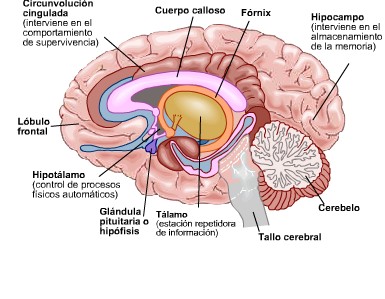 Figura 1. Esquema de la estructura y partes de un cerebro humano. Tomada de https://laplanilla.wordpress.com/2009/12/01/sesion-n%C2%BA-8-septiembre-22-del-2009/