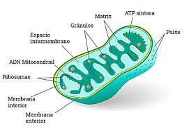 Figura 3. Mitocondria. La mitocondria es un organelo que consta de dos membranas, ADN mitocondrial y complejos enzimáticos que llevan a cabo funciones metabólicas fundamentales. Tomada de https://www.celulaanimal.info/partes/mitocondria/