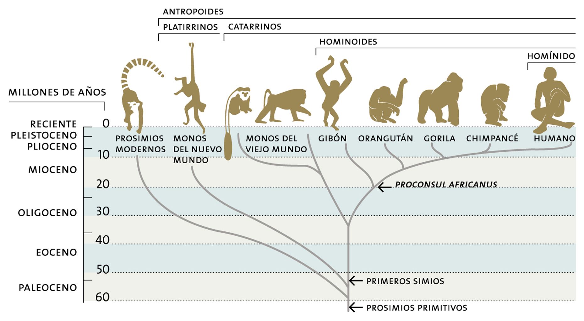 Figura 2. Árbol filogenético de los primates. Tomada de http://paginaspersonales.deusto.es/airibar/Musica/L&M/L&M_06.html