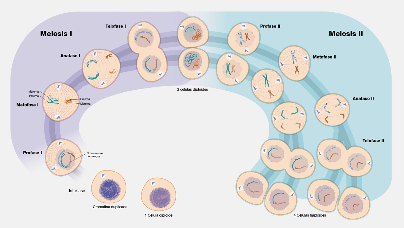 Figura 1. El proceso de meiosis. Figura tomada de https://www.genome.gov/es/genetics-glossary/Meiosis