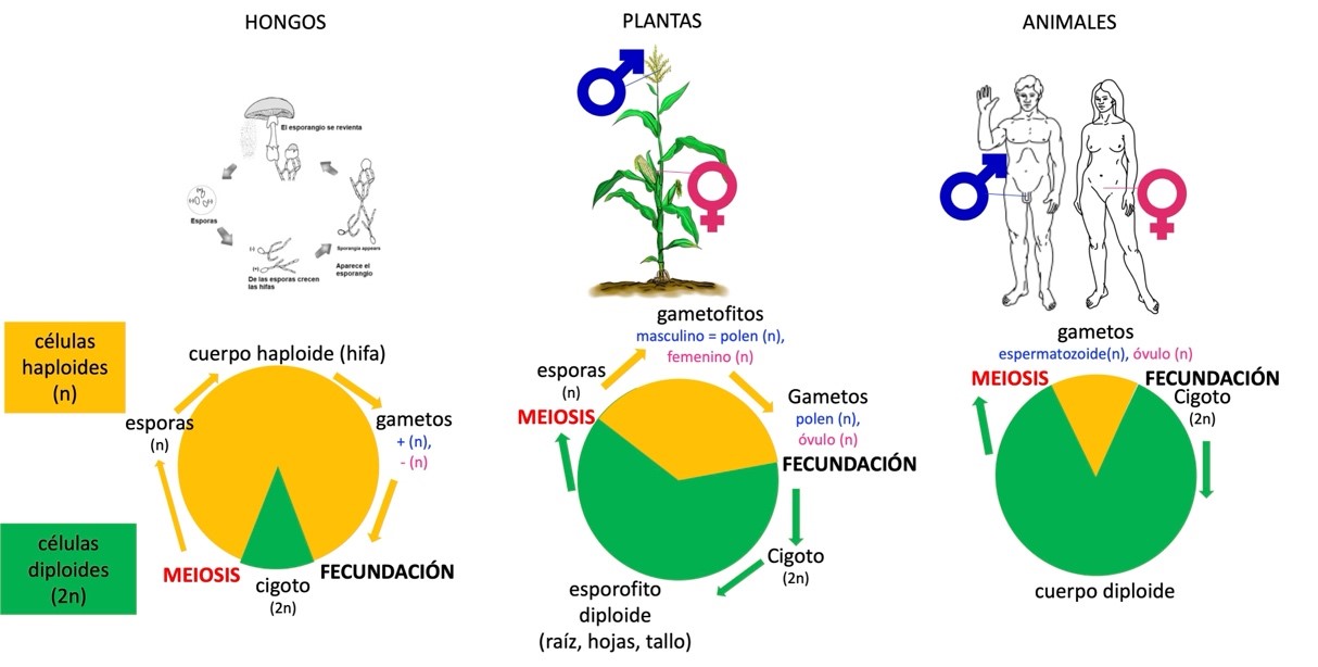 Figura 2. La meiosis es central para la alternancia de generaciones en los organismos con ciclo de vida sexual (hongos, plantas, animales). La meiosis permite la transición diploide (2n) > haploide (n) en el número de cromosomas de las células. El sexo celular no necesariamente corresponde al género de los individuos. Por ejemplo, una misma planta de maíz va a formar tanto gametos masculinos (en el polen, en la parte superior de la espiga) como femeninos (en el óvulo, que una vez fecundados se transformarán en granos). 