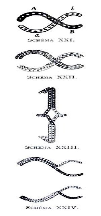 Figura 4. Ilustración de Janssens sobre un quiasma, obtenido de su publicación de 1909 ‘La Theorie de la Chiasmatypie: Nouvelle interprétation des cinèses de maturation". Cellule 25: 389–411.